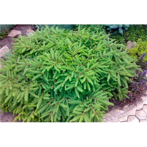 Ялина звичайна Прокумбенс. (Picea abies Procumbens)/h20-30 Ялина звичайна Прокумбенс. (Picea abies Procumbens)/h20-30
