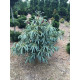 Ялина енгельмана Блю Маго Picea engelmannii 'Blue Magoo'  h 60-75