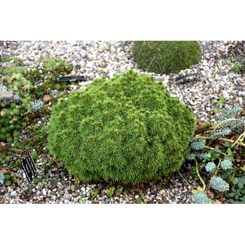 Ялина сиза 'Alberta Globe' (Picea glauca 'Alberta Globe') — 10-20 см, C2 Ялина сиза 'Alberta Globe' (Picea glauca 'Alberta Globe') — 10-20 см, C2