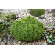 Ялина сиза 'Alberta Globe' (Picea glauca 'Alberta Globe') — 10-20 см, C2