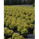 Ялина канадська 'Dendrofarma Gold' Picea glauca 'Dendrofarma Gold' h 10-15 см, C2
