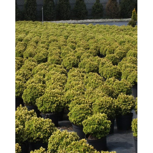 Ялина канадська 'Dendrofarma Gold' Picea glauca 'Dendrofarma Gold' h 10-15 см, C2 Ялина канадська 'Dendrofarma Gold' Picea glauca 'Dendrofarma Gold' h 10-15 см, C2
