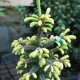 Ялина чорна Маріанна Ауреа  Picea mariana Aurea / h 50-60
