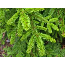 Ялина чорна маріанна хорстманн Picea mariana 'Horstmann'  / h 25
