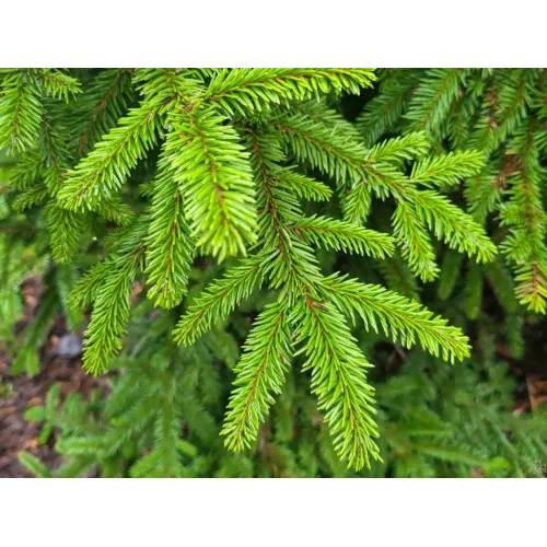 Ялина чорна маріанна хорстманн Picea mariana 'Horstmann'  / h 25