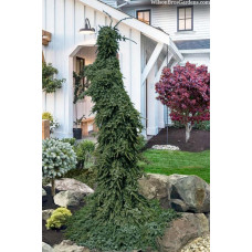 Ялина сербська 'Pendula Bruns' ра (Picea omorika 'Pendula Bruns') 100-115/20-30 С5