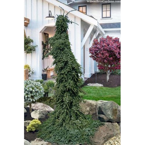 Ялина сербська 'Pendula Bruns' ра (Picea omorika 'Pendula Bruns') 100-115/20-30 С5