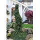 Ялина сербська 'Pendula Bruns' (Picea omorika 'Pendula Bruns') 35-55 С5
