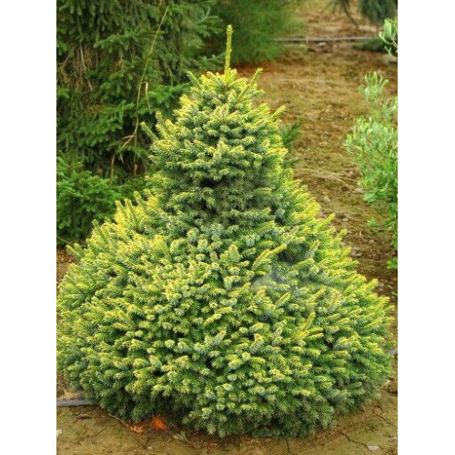 Ялина сербська 'Peve Tijn' ра (Picea omorika 'Peve Tijn') 100-115/15-20 С5 Ялина сербська 'Peve Tijn' ра (Picea omorika 'Peve Tijn') 100-115/15-20 С5