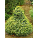 Ялина сербська 'Peve Tijn' ра (Picea omorika 'Peve Tijn') 100-115/15-20 С5