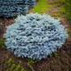 Ялина колюча 'Glauca Globosa' ра (Picea pungens 'Glauca Globosa') 100-115/15-30 С5/C7,5