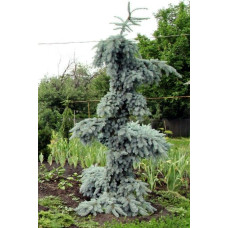 Ялина колюча 'Glauca Pendula' (Picea pungens 'Glauca Pendula' ра ) 100-115/15-30 С5/C7,5