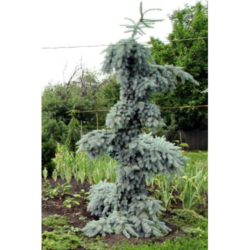 Ялина колюча 'Glauca Pendula' (Picea pungens 'Glauca Pendula' ра ) 100-115/15-30 С5/C7,5 Ялина колюча 'Glauca Pendula' (Picea pungens 'Glauca Pendula' ра ) 100-115/15-30 С5/C7,5