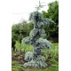 Ялина колюча 'Glauca Pendula' (Picea pungens 'Glauca Pendula' ра ) 100-115/15-30 С5/C7,5