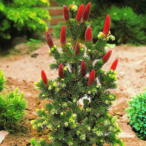 Ялина колюча Лакі Страйк. Picea pungens Lucky Strike / h 30-40 Ялина колюча Лакі Страйк. Picea pungens Lucky Strike / h 30-40