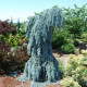 Ялина колюча 'The Blues' ра  (Picea pungens 'The Blues') 120-135/20-30 С5
