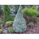 Ялина сиза 'Conica Blue' (Picea glauca 'Conica Blue') — 25-35 см, C3