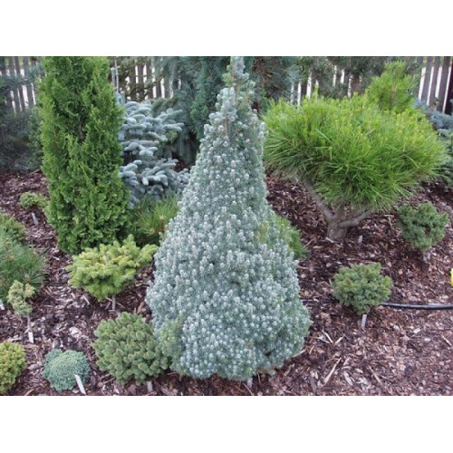 Ялина сиза 'Conica Blue' (Picea glauca 'Conica Blue') — 40-55 см, C7,5 Ялина сиза 'Conica Blue' (Picea glauca 'Conica Blue') — 40-55 см, C7,5