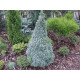 Ялина сиза 'Conica Blue' (Picea glauca 'Conica Blue') — 25-35 см, C3