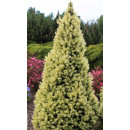 Ялина канадська 'Daisy's White' Picea glauca 'Daisy's White' h 40-60 см, C7,5