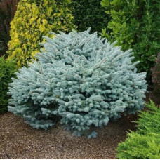 Ялина колюча 'Glauca Compacta' ра (Picea pungens 'Glauca Compacta') 100-115/25-30 С5/C7,5