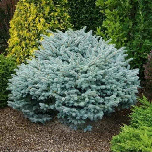 Ялина колюча 'Glauca Compacta' ра (Picea pungens 'Glauca Compacta') 100-115/25-30 С5/C7,5 Ялина колюча 'Glauca Compacta' ра (Picea pungens 'Glauca Compacta') 100-115/25-30 С5/C7,5
