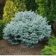 Ялина колюча Глаука Компакта  Picea Compacta/ h40x40
