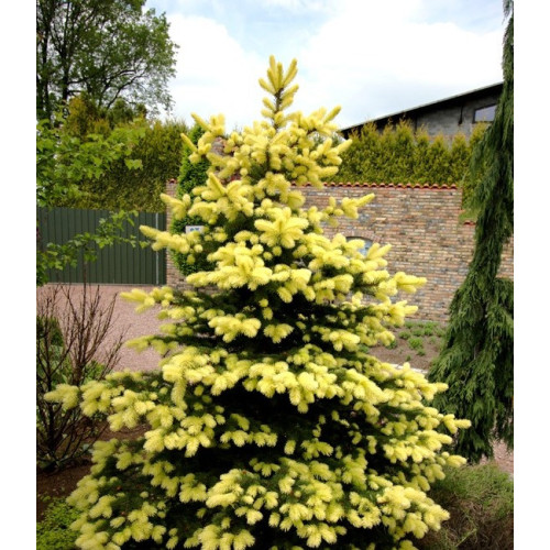Ялина колюча «Майголд» — Picea pungens «Maigold»/ h 40-50 Ялина колюча «Майголд» — Picea pungens «Maigold»/ h 40-50