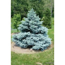 Ялина колюча 'Montgomery' (Picea pungens 'Montgomery') 15-30 С5