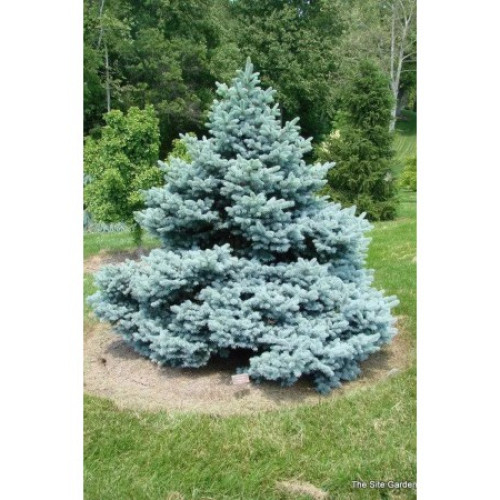 Ялина колюча 'Montgomery' (Picea pungens 'Montgomery') 15-30 С5 Ялина колюча 'Montgomery' (Picea pungens 'Montgomery') 15-30 С5