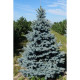 Ялина колюча Олденбург (Picea pungens Oldenburg)/h45-55