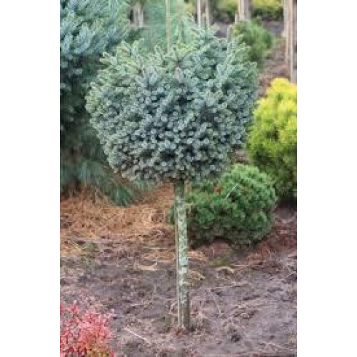 Ялина ситхінська 'Silberzwerg' (Picea sitchensis 'Silberzwerg') 15-25 С5 Ялина ситхінська 'Silberzwerg' (Picea sitchensis 'Silberzwerg') 15-25 С5