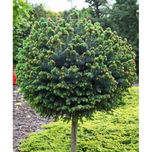 Ялина ситхінська 'Тенас' (Picea sitchensis 'Tenas') 15-25 С5 Ялина ситхінська 'Тенас' (Picea sitchensis 'Tenas') 15-25 С5