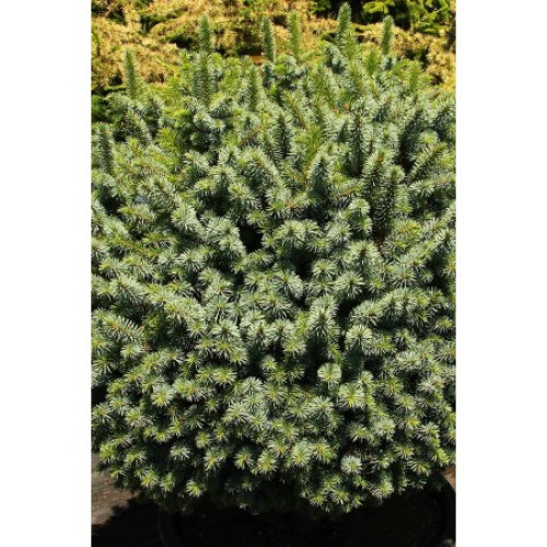 Ялина ситхінська 'Міджет' (Picea sitchensis 'Midget') 15-20 С5 Ялина ситхінська 'Міджет' (Picea sitchensis 'Midget') 15-20 С5
