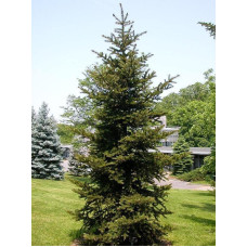 Ялина Японська Picea Polita/h70-80