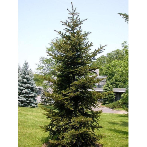 Ялина Японська Picea Polita/h70-80 Ялина Японська Picea Polita/h70-80