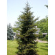 Ялина Японська Picea Polita/h70-80