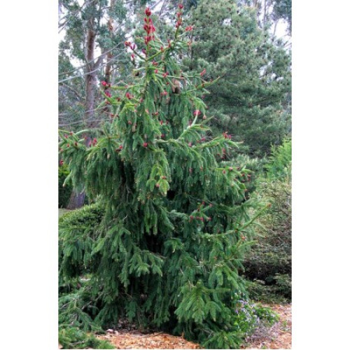 Ялина звичайна 'Акрокон', Picea abies 'Acrocona'/h25-30 Ялина звичайна 'Акрокон', Picea abies 'Acrocona'/h25-30
