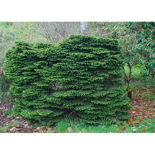 Ялина звичайна 'Nidiformis' (Picea abies 'Nidiformis') — 15-25 см, C3/P16 Ялина звичайна 'Nidiformis' (Picea abies 'Nidiformis') — 15-25 см, C3/P16