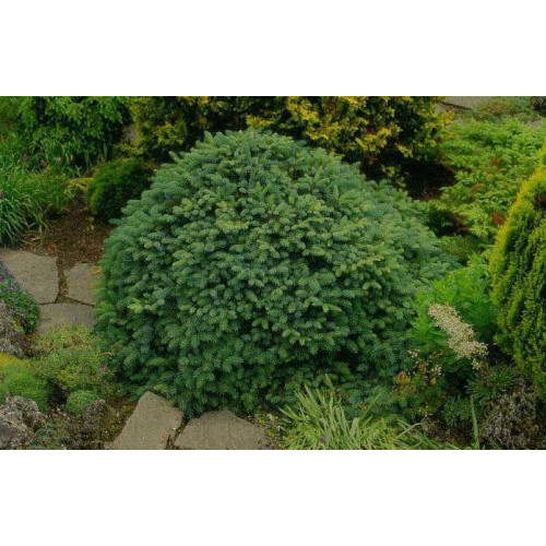 Ялина звичайна 'Ohlendorffii' (Picea abies 'Ohlendorffii') — 20-25 см, C2 Ялина звичайна 'Ohlendorffii' (Picea abies 'Ohlendorffii') — 20-25 см, C2