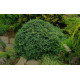 Ялина звичайна 'Ohlendorffii' (Picea abies 'Ohlendorffii') — 20-25 см, C2