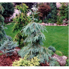 Ялина Енгельмана – Picea engelmannii Pendula/ h 55-90