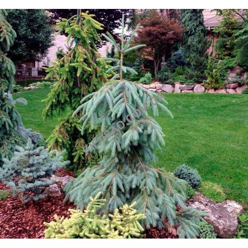 Ялина Енгельмана – Picea engelmannii Pendula/ h 55-90 Ялина Енгельмана – Picea engelmannii Pendula/ h 55-90