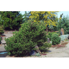 Сосна скручена Спанс Дварф Pinus contorta 'Spaan's Dwarf / h 80