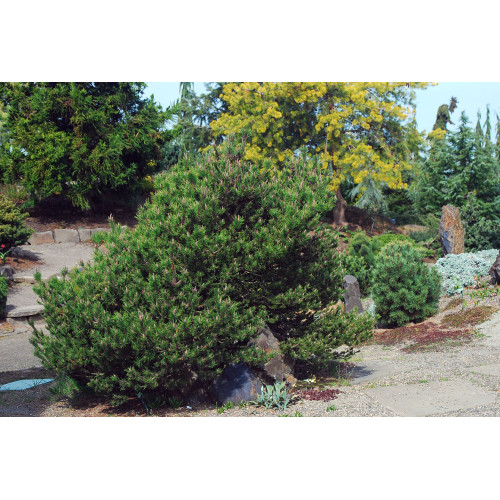 Сосна скручена Спанс Дварф Pinus contorta 'Spaan's Dwarf / h 80 Сосна скручена Спанс Дварф Pinus contorta 'Spaan's Dwarf / h 80