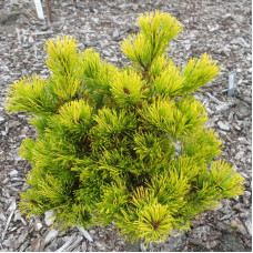 Сосна гірська 'Starkl' (Pinus mugo 'Starkl') 20-30 С5