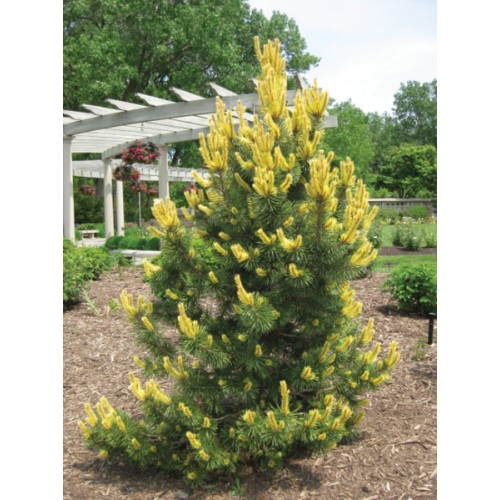 Сосна гірська 'Taylor's Sunburst' ра (Pinus contorta 'Taylor's Sunburst') 95-105/10-20 С5 Сосна гірська 'Taylor's Sunburst' ра (Pinus contorta 'Taylor's Sunburst') 95-105/10-20 С5