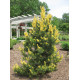Сосна гірська 'Taylor's Sunburst' ра (Pinus contorta 'Taylor's Sunburst') 95-105/10-20 С5
