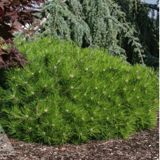 Сосна низька Лоу Глоу (Pinus low glow) ра 90см