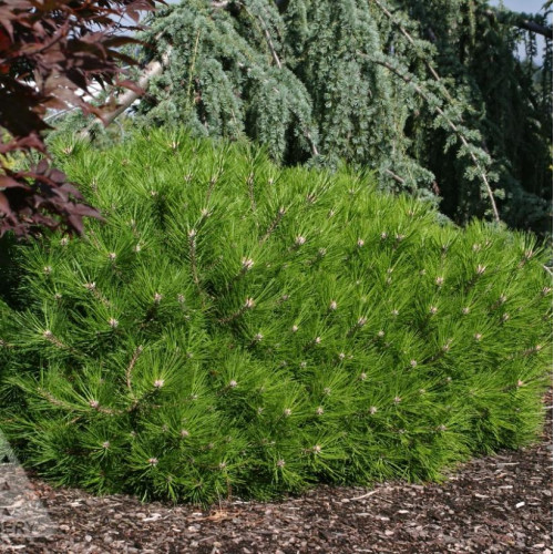 Сосна низька Лоу Глоу (Pinus low glow) ра 90см Сосна низька Лоу Глоу (Pinus low glow) ра 90см